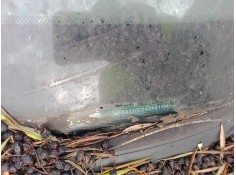 ford focus i (daw, dbw) del año 2004 2